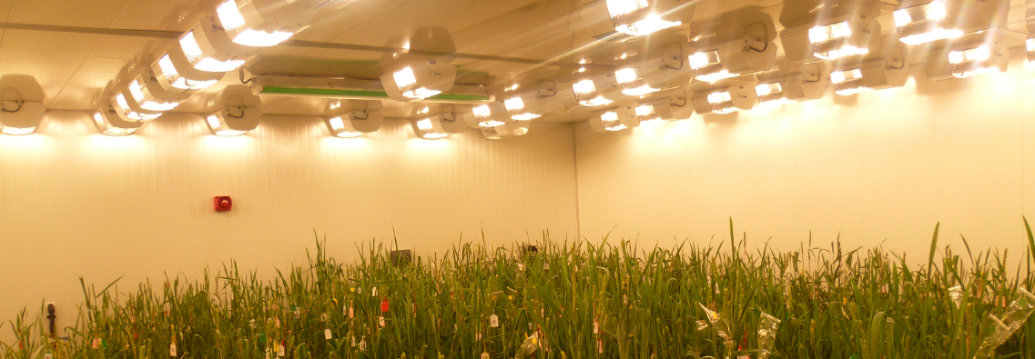 Energy efficient led lighting in Nijssen Wheat Donor Room Syngenta UK
