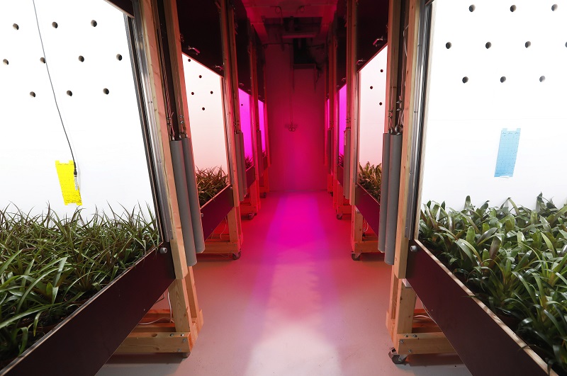 Nijssen klimaatkamers voor Plant Lighting 3
