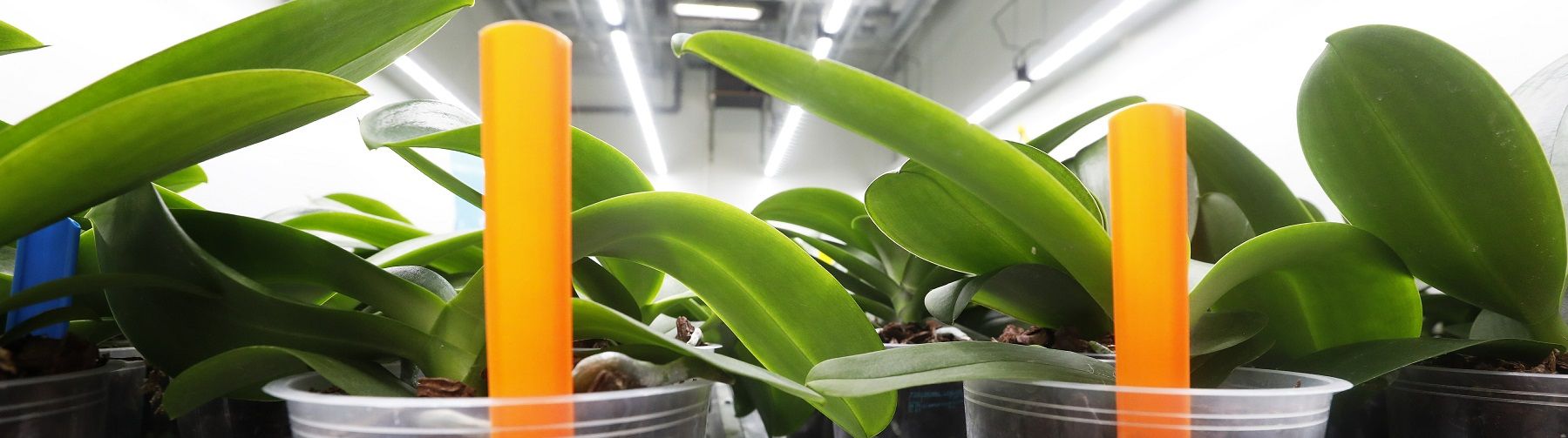 Plant Lighting: jaarrond teeltproeven in klimaatkamers