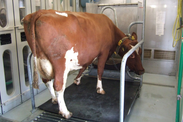 Nijssen_veterinary_respiration_room